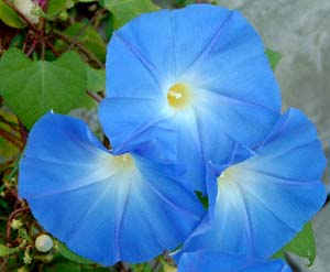 ZCEATKI(<I>Ipomoea tricolor</I> cv. 'Heavenly Blue')