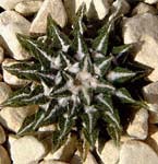 O(Roseocactus kotschoubeyanus)