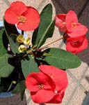 niL(Euphorbia milii cvs.)