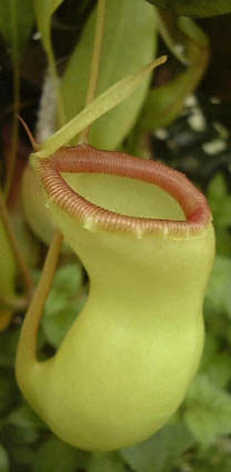Nepenthes ventricosa var. alba