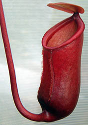 Nepenthes ventricosa x belli