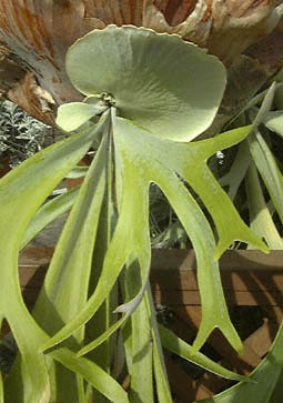 iKorJNV_(Platycerium bifurcatum ssp. willinckii)