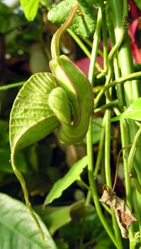 IIpCvJY(Aristolochia grandiflora)