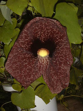 AXg[LAEMJeBA(Aristolochia gigantea)