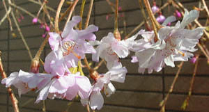 TN(GxjV_)(<I>Prunus sp.</I>)