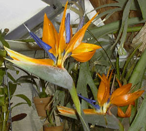 SNN`EJ(<I>Strelitzia reginae</I>)