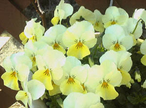 rIEpW[(TrbNECG[)(<I>Viola tricolor cvs.</I>)