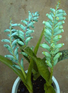 PiAErfBt[(<I>Lachenaria viridiflora</I>)