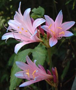 RXEXvQ(<I>Lycoris sprengeri</I>)