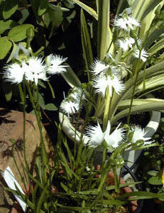 TM\E(<I>Habenaria radiata</I>)