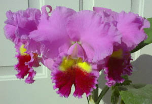 JgA(<I>Cattleya cvs.</I>(Lc. Drumbeat 'Triumph'))