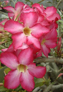 AfjEEIxbX(<I>Adenium obesum</I>)