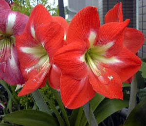 A}X(<I>Hippeastrum cvs.</I>)