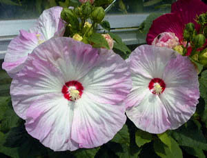 AJtE(<I>Hibiscus moscheutos cvs.</I>)