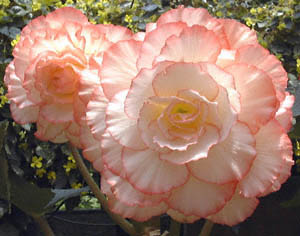 LERxSjA(<I>Begonia ~tuberhybrida</I>)