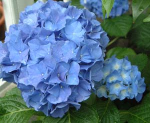 ZCEAWTC(<I>Hydrangea</I> cv.)