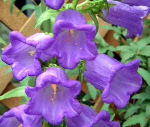 tE\E(<I>Campanula medium</I> cv.)