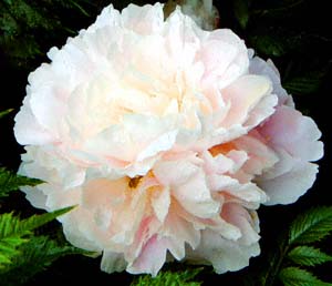 VNN(<I>Paeonia lactiflora</I> cv. 'Sarah Vernal')