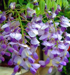 tW@CbTCtW(<I>Wisteria floribunda</I> cv.)