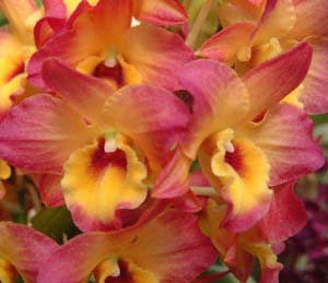 fhrEEmrn(<I>Dendrobium</I> Oriental Smile 'Orange Heart')