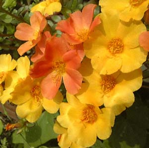 niXxq(<I>Portulaca</I> cv.)