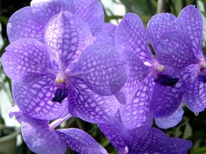 o_@oMnEu[(<I>Vanda</I> Bangyikhan Blue 'VM-59')