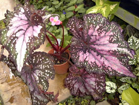 bNXxSjA(<I>Begonia cv. 'Wild Fire'</I>)