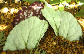 bNXxSjA(<I>Begonia cv. 'Silver Green Heart'</I>)