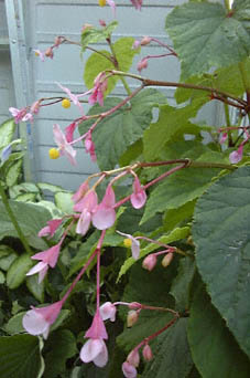 VEJChE(HCE<I>Begonia grandis var. evansiana</I>)