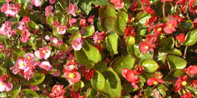 VLULxSjA(<I>Begonia semperflorence cvs.</I>)