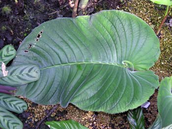 EVmV^̈(<I>Streptocarpus wendlandii</I>)