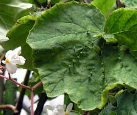 xSjAEqXs_ENNtF(Begonia hispida var. cucullifera)