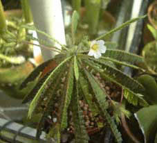 R_`ITotE(Biophytum dendoroides)