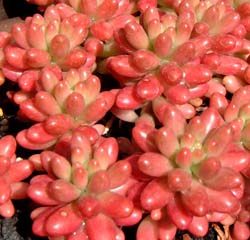 I[(Sedum rubrotinctum cv.'Aurora')