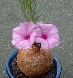 zr[(Ipomoea holubii (I. bolusiana))