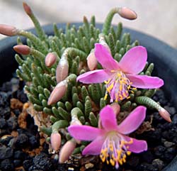 ڋ(Anacampseros alstonii (Avonia alstonii))