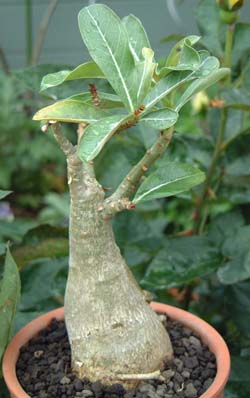 AfjEEIxX(Adenium obesum)