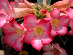 AfjEEIxX(Adenium obesum)