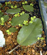 ZCxPC(Kalanchoe pinnata ܂ Bryophyllum pinnatum)