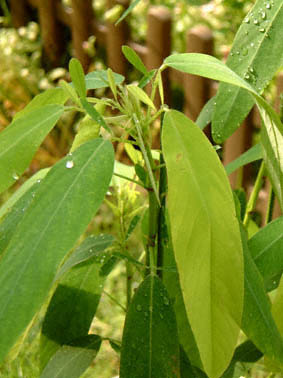 }CnM(Codariocalyx motorius ( Desmodium motorium))