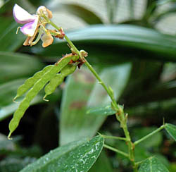 }CnM(Codariocalyx motorius ( Desmodium motorium))