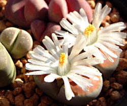 gvXO(Lithops cvs.)