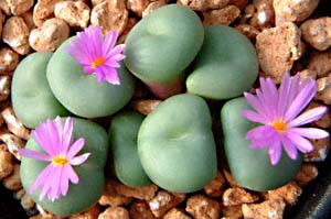 RmtBcEST(Conophytum cvs.)