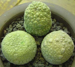 V[hgXEXt@GN(Pseudolithos sphaericum (syn. Pseudolithos migiurtinus))