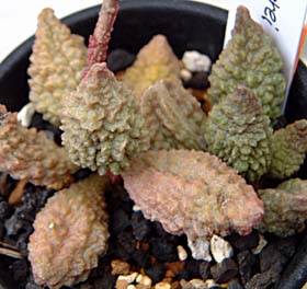 wbC(Adromischus herrei)