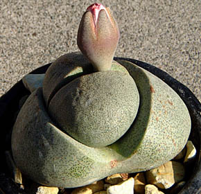 (eCMNAPleiospilos nelii)