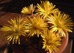 gvX֋(Lithops aucampiae)