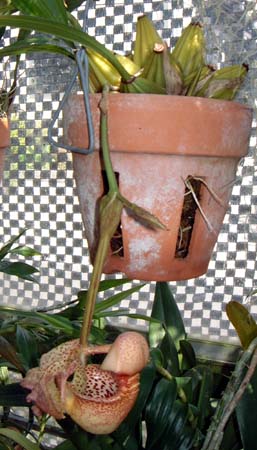 RAeX(Coryanthes macrantha)