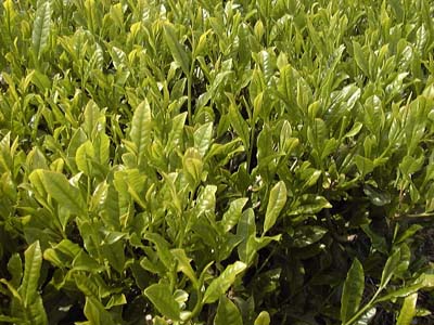 `̐V(Camellia sinensis)