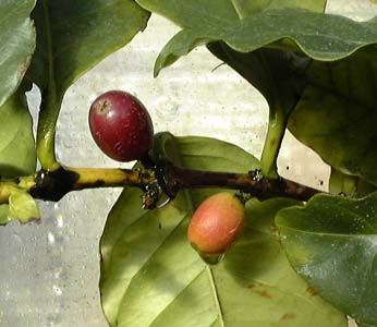 ArAR[q[ʎ(Coffea arabica)